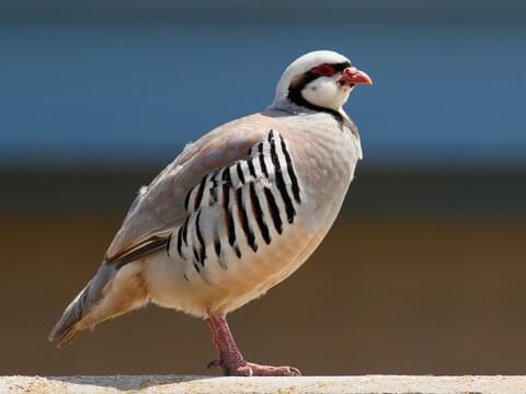 Chukar