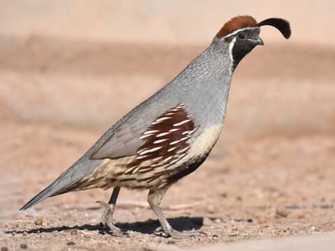 Gambels Quail